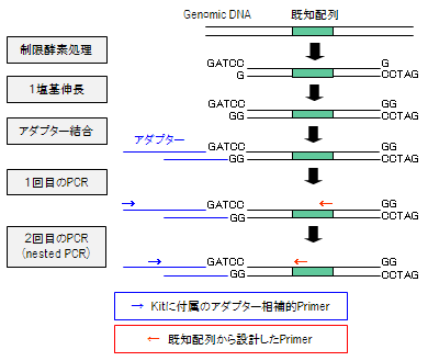 GenomeWalking_by_StraightWalk(BEX co).png